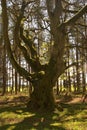 Ancient tree in forest near Greenlawin Scottish Borders
