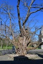 Ancient Tree, The Friars - Aylesford Priory, Maidstone, Kent, England, UK Royalty Free Stock Photo