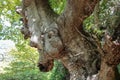Ancient tree Royalty Free Stock Photo