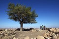 An ancient tree at Gobekli Tepe near Sanliurfa in eastern Turkey.