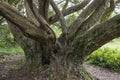 Ancient Tree - Ireland