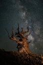 Ancient Tree With Milky Way from the Bristlecone Pine Forest California Royalty Free Stock Photo