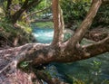 Ancient tree over the river Royalty Free Stock Photo