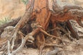 A ancient tree root in a canyon on Kasha-Katuwe/Tent Rocks National Monument