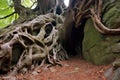 ancient tree roots entwining around a boulder Royalty Free Stock Photo