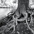 Ancient Tree Roots by the Waters Edge in Black and White Royalty Free Stock Photo