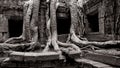 Ancient tree and ruins of Angkor