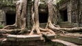 Ancient tree and ruins of Angkor