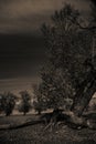 Ancient tree in sepia landscape at dusk with twisting roots and sprawling branches Royalty Free Stock Photo