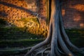 Ancient Tree Standing Before an Old bricksWall Royalty Free Stock Photo