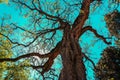 Ancient tree stands alone in a vast open landscape, with lush green foliage