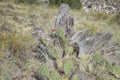 Ancient Tree Stump and Cactus Foiage Royalty Free Stock Photo