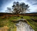 Ancient tree surrounded by rocks at Owler Tor in the Peak District in the UK Royalty Free Stock Photo