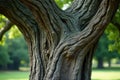 Ancient tree trunk texture a detailed close-up of deeply grooved bark in a tranquil natural setting. Generative AI Royalty Free Stock Photo