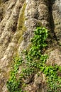 Ancient Tree trunk and Young Vine