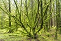 Ancient tree in wet woodland covered in moss and lichen Royalty Free Stock Photo