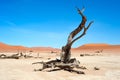 Ancient trees Deadvlei Sossusvlei, Namibia Royalty Free Stock Photo