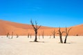 Ancient trees Deadvlei Sossusvlei, Namibia Royalty Free Stock Photo