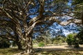 Ancient Trees with its distinctive umbrella-shaped crown and park bench at the centennial park, Sydney, Australia. Royalty Free Stock Photo