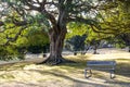 Ancient Trees with its distinctive umbrella-shaped crown and park bench at the centennial park, Sydney, Australia. Royalty Free Stock Photo