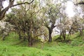 Forest with trees covered with lichens and epiphytes in mountain rainforest of Tanzania Royalty Free Stock Photo