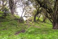 Path through forest with trees covered with lichens and epiphytes in mountain rainforest of Tanzania Royalty Free Stock Photo