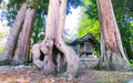 Ancient Trees in a Zen Forest,Place of Peace and Tranquility,Hakuba city, Nagano prefecture, Japan Royalty Free Stock Photo