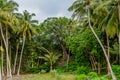 Ancient tropical forest landscape view with palm trees at Landhoo island at Noonu atoll Royalty Free Stock Photo