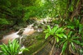 Ancient tropical forest with waterfall in rainy. Fresh flora, Ne