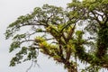 Ancient tropical rain tree Thailand.