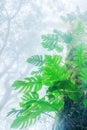 Ancient tropical rainforest in the mist Royalty Free Stock Photo