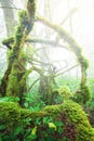 Ancient tropical rainforest in the mist Royalty Free Stock Photo