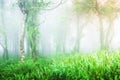 Ancient tropical rainforest in the morning mist Royalty Free Stock Photo