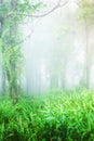 Ancient tropical rainforest in the morning mist Royalty Free Stock Photo