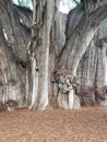 Ancient Tule tree Royalty Free Stock Photo