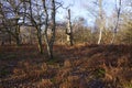 An ancient, twisted oak tree deep in Sherwood Forest