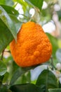 Ancient orange citrus fruit on tree