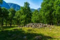 An ancient viking gravein the forest in Norway