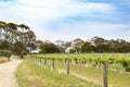 Ancient vinyard on country dirt road, Barossa Valley, Australia Royalty Free Stock Photo