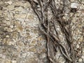 Ancient wall with dry climbing roots Royalty Free Stock Photo