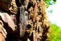 Ancient wall made of large stones of iron ore bonded