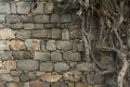 Ancient wall and roots Royalty Free Stock Photo