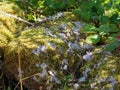 Ancient Wall Stones, Covered in thick moss and lichen with wild raspberry plants