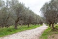 Ancient way through an olive grove, Sparta, Greece, Europe Royalty Free Stock Photo