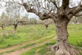 Ancient way through an olive grove, Sparta, Greece, Europe Royalty Free Stock Photo