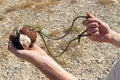 Ancient weapon - Sling for stone throwing. Royalty Free Stock Photo