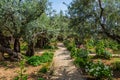 The ancient and well-kept Garden of Gethsemane