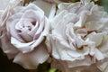 Ancient white roses macro in the garden