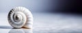 Ancient white shell with spiral pattern on white background with reflection. Chambered nautilus (Nautilus Royalty Free Stock Photo