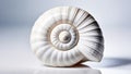 Ancient white shell with spiral pattern on white mirror background with reflection. Chambered nautilus (Nautilus Royalty Free Stock Photo